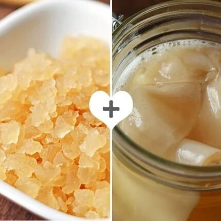 Pack 100g Hongo de Kéfir de Frutas + Disco SCOBY Kombucha