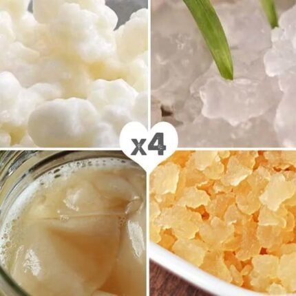 Pack 4x Hongos Kéfir leche + Kéfir de Agua + Kéfir de Frutas + Disco Kombucha