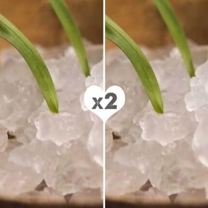 Pack x2 de Hongo / Nódulos de Kéfir de Agua