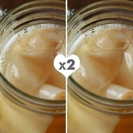 Pack 2 Discos de Scoby de Kombucha