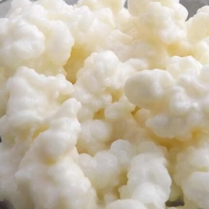 10gr de Hongo / Nódulos de Kéfir de Leche